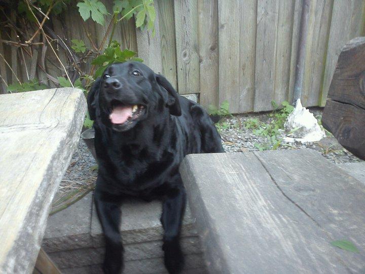 Labrador retriever Molly billede 8