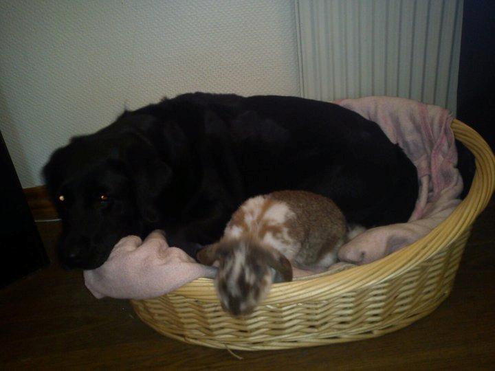 Labrador retriever Molly billede 9