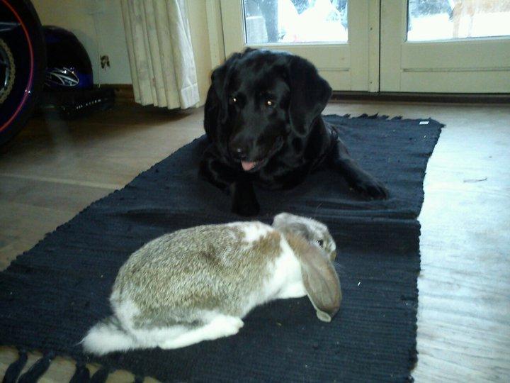 Labrador retriever Molly billede 10