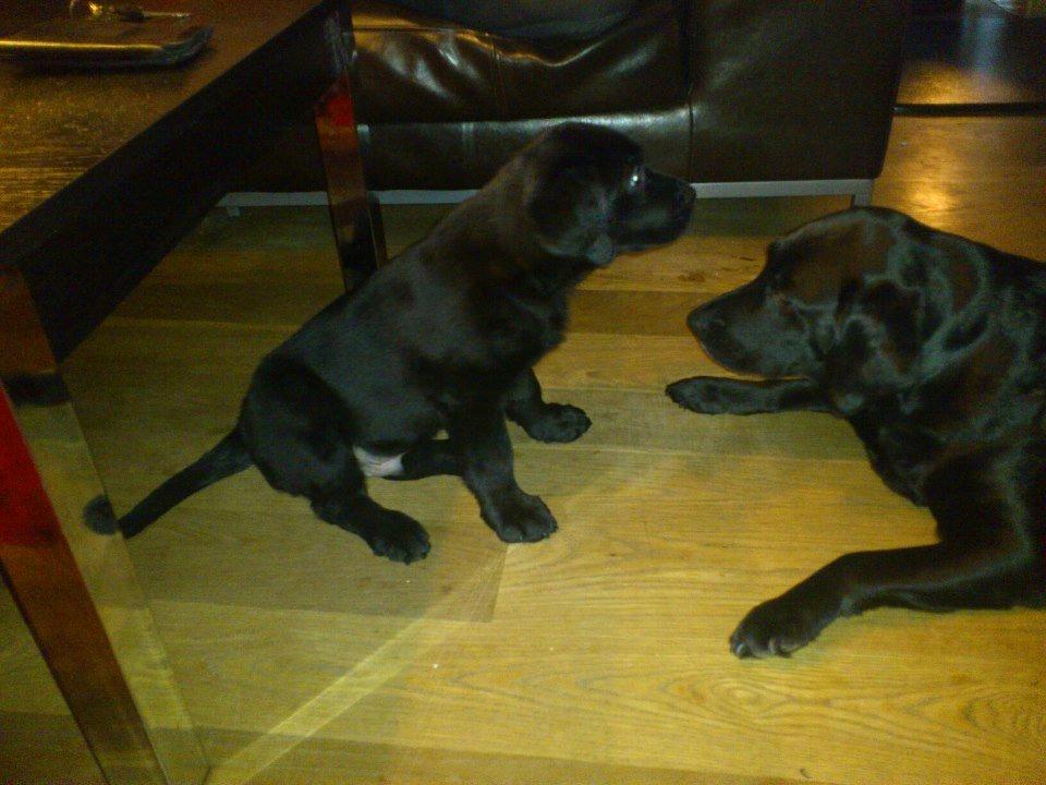 Labrador retriever Molly billede 11