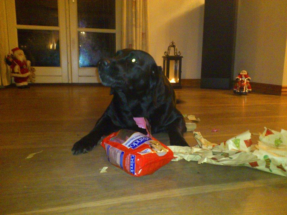 Labrador retriever Molly billede 12