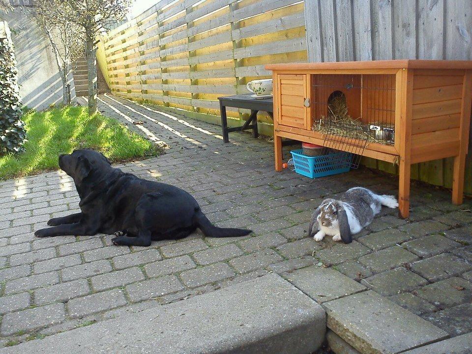 Labrador retriever Molly billede 14