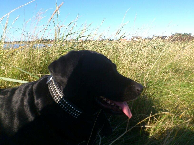 Labrador retriever Molly billede 15