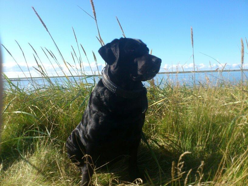 Labrador retriever Molly billede 1