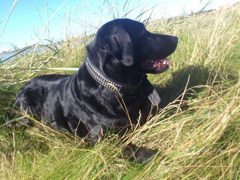 Labrador retriever Molly billede 16