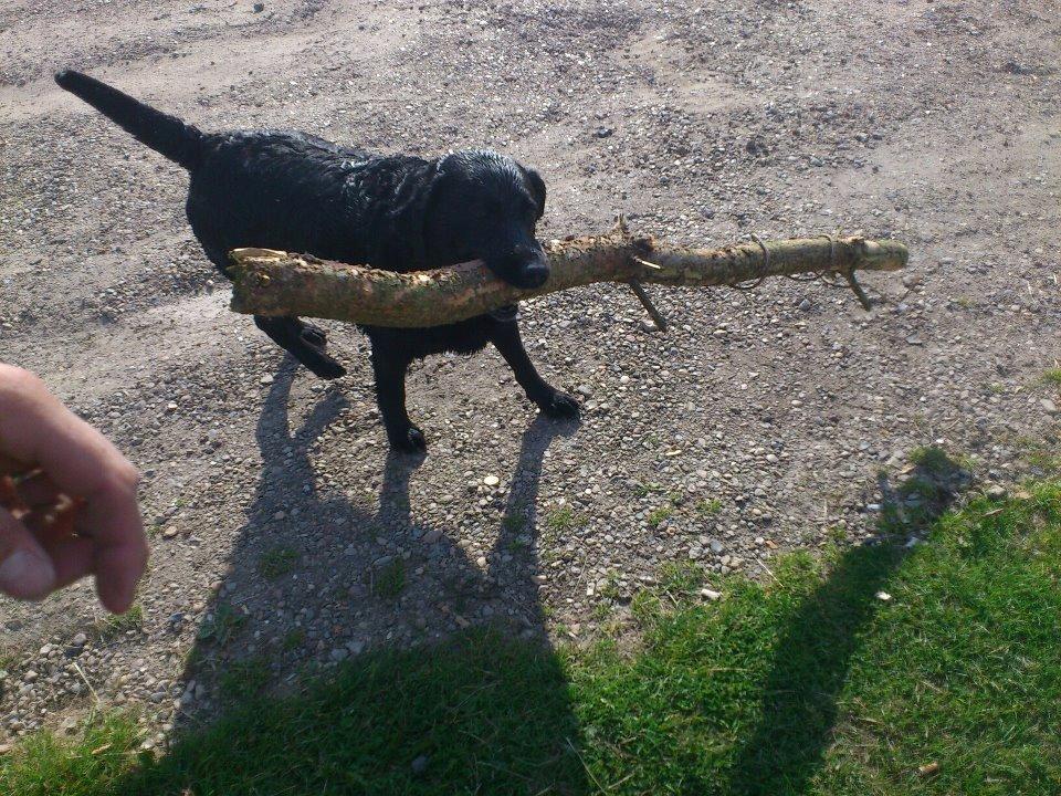 Labrador retriever Molly billede 17