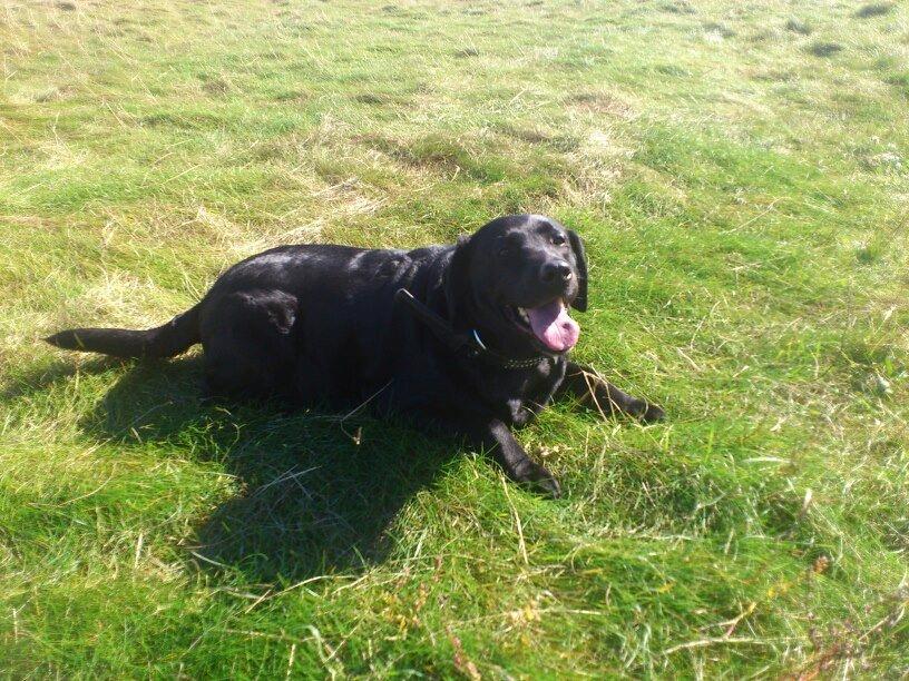 Labrador retriever Molly billede 19