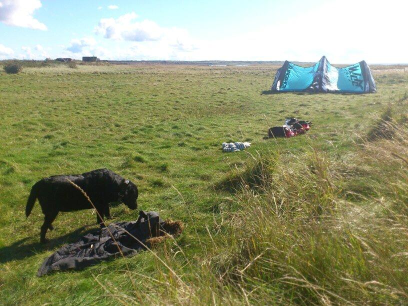 Labrador retriever Molly billede 20