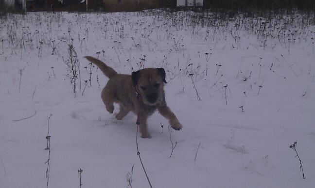 Border terrier Gizmo billede 2