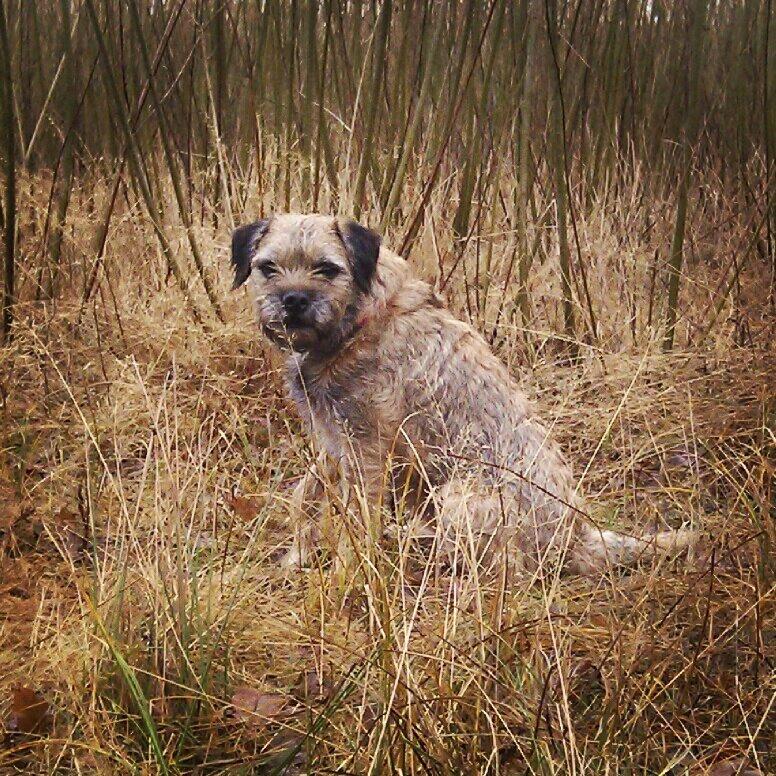 Border terrier Gizmo billede 6