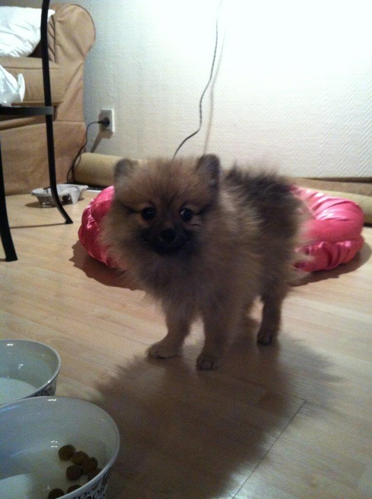 Pomeranian Rositta - Lille sitta dagen vi hentede hende billede 6