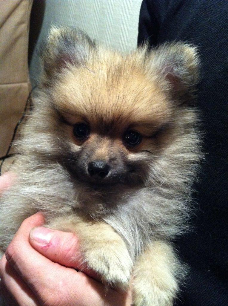 Pomeranian Rositta billede 7