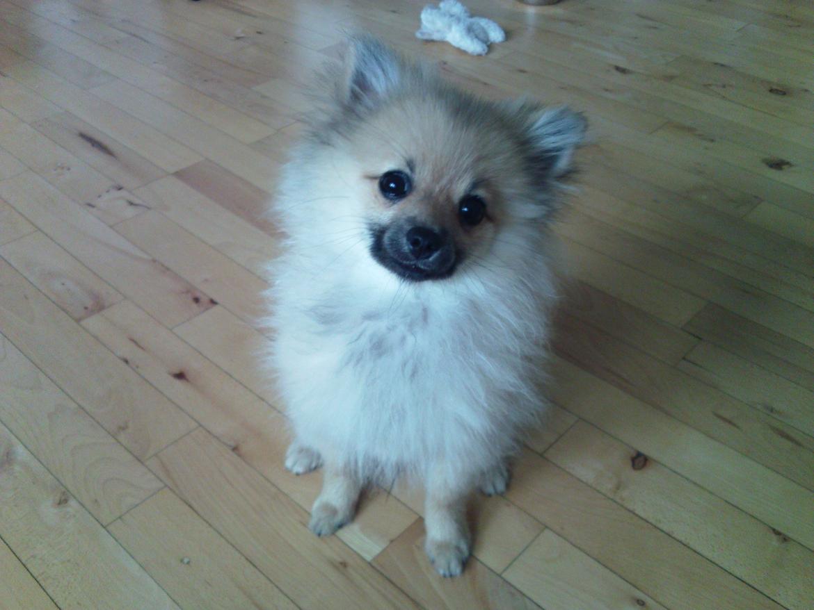 Pomeranian Rositta billede 9