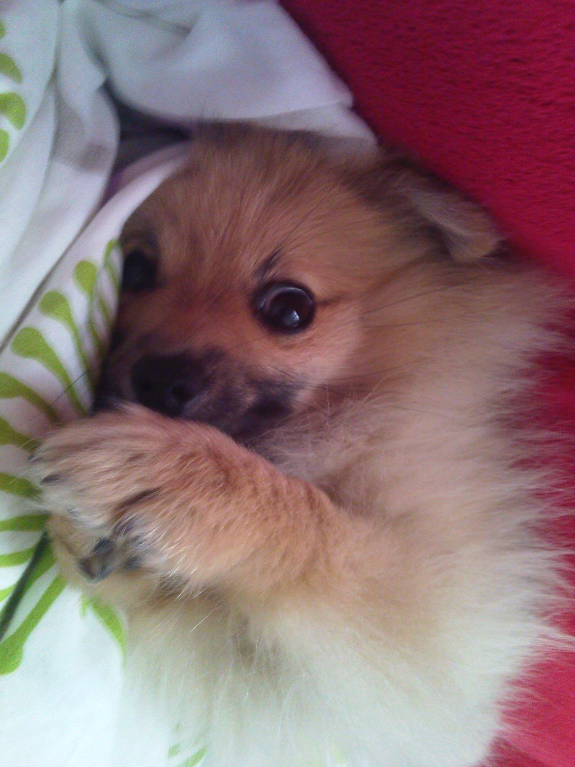 Pomeranian Rositta billede 10