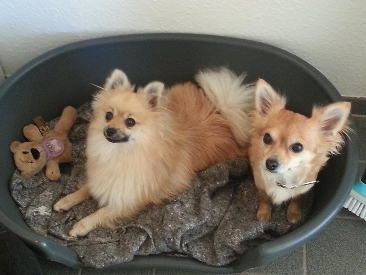 Pomeranian Rositta - Rositta og Minnie i deres kurv billede 5