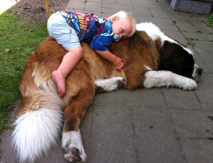 Sankt bernhardshund Mayhoff KASSY - Noah elsker sin Kassy.. billede 12