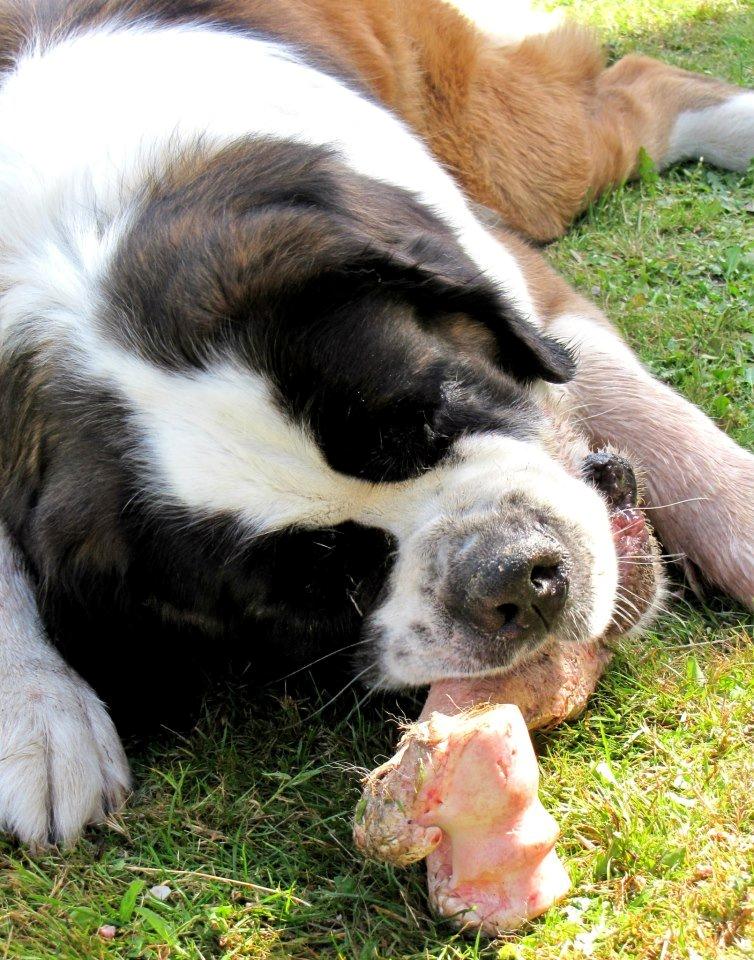 Sankt bernhardshund Mayhoff KASSY - Dejligt med et lille ben billede 11