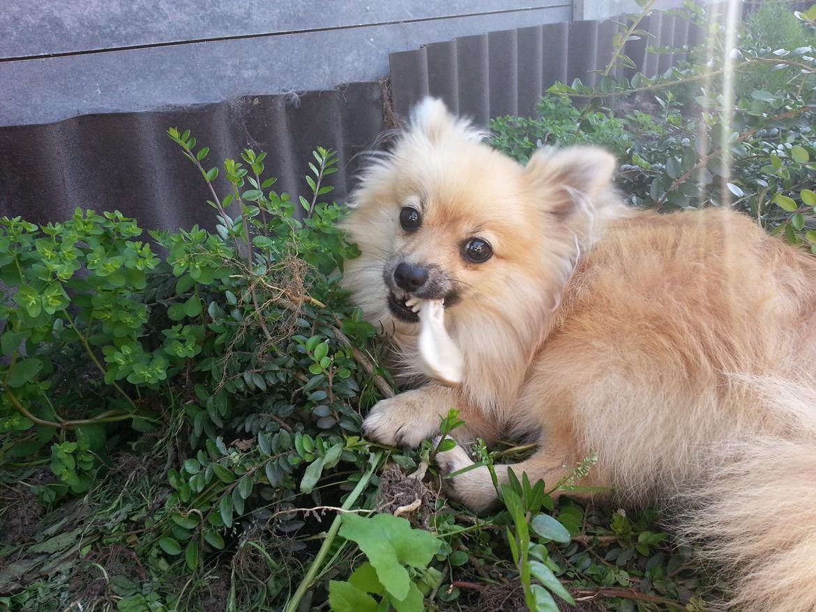 Pomeranian Rositta billede 2