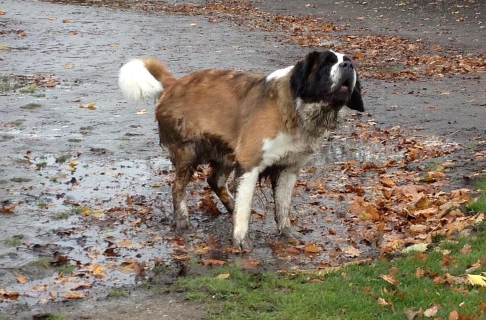 Sankt bernhardshund Mayhoff KASSY - Ad, har lige badet i en mudderpøl.. billede 18