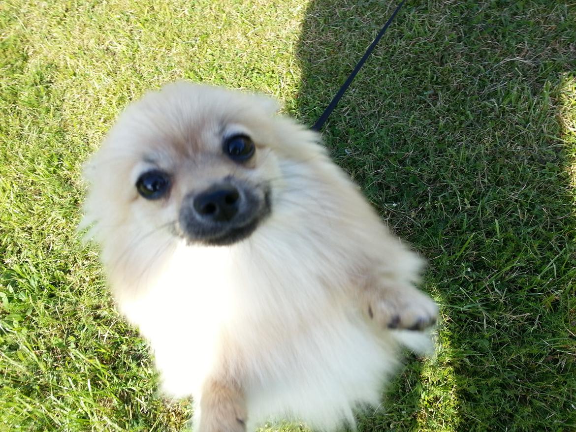 Pomeranian Rositta - Mig mig mig billede 4