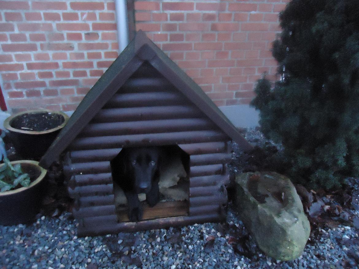 Labrador retriever Balou billede 1