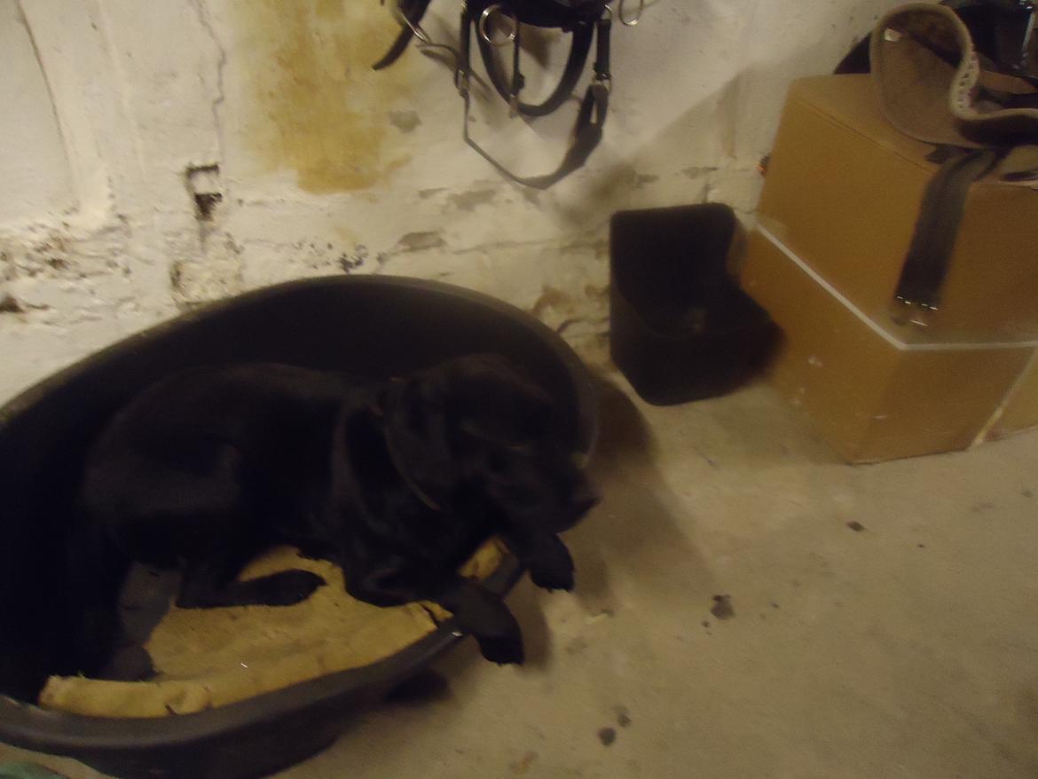 Labrador retriever Balou billede 2