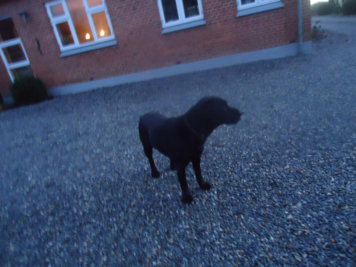 Labrador retriever Balou billede 3