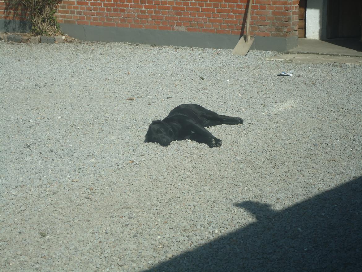 Labrador retriever Balou billede 4