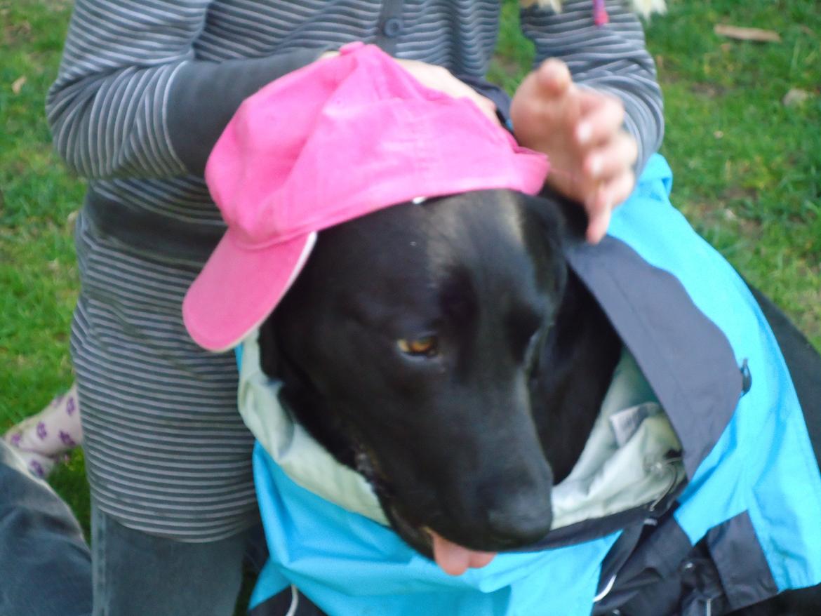 Labrador retriever Balou billede 5