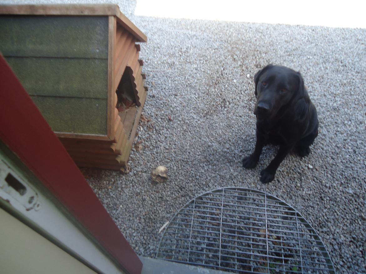 Labrador retriever Balou billede 6