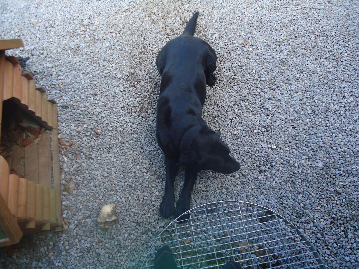 Labrador retriever Balou billede 7