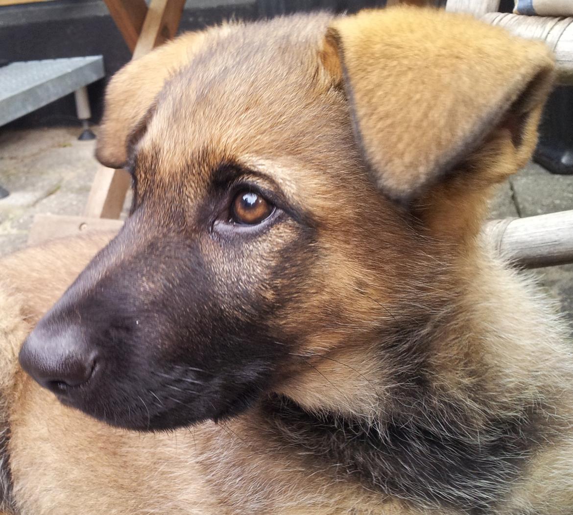 Schæferhund Laica - 12 uger gl,  billede 1