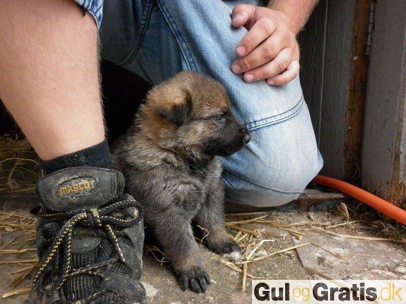 Schæferhund Laica - 8 uger gl. En lille tyk uldklump, som gemte sig ved opdrætters ben, men alligevel få sekunder senere kom glad hen til os, og så var vi solgt billede 2