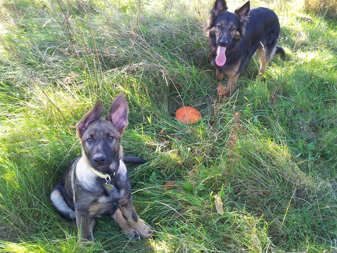 Schæferhund Laica - ca. 4 md. gl., sammen med "storebror Zack" på tur billede 3