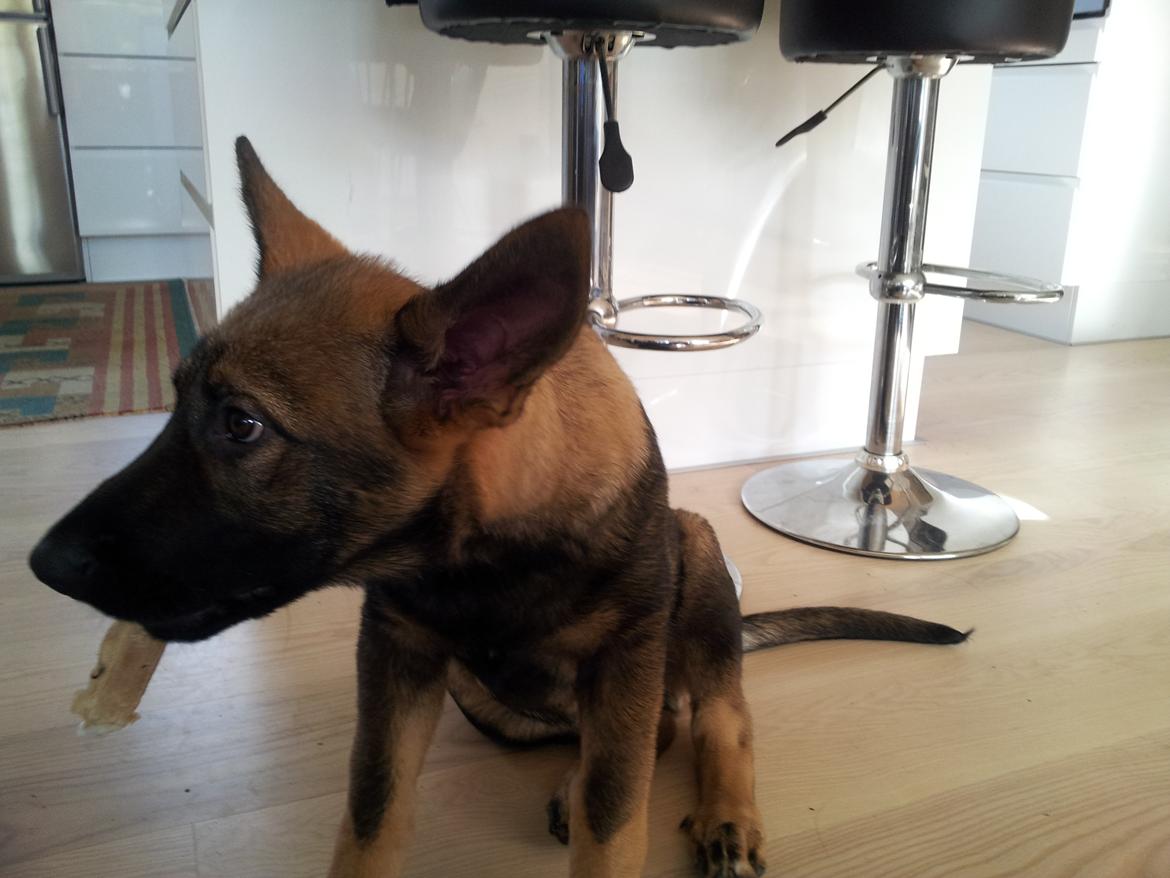 Schæferhund Laica - 5 md. gl. 
Utroligt svært at få godt foto af hende, for hun er aldrig i ro ;-) billede 4