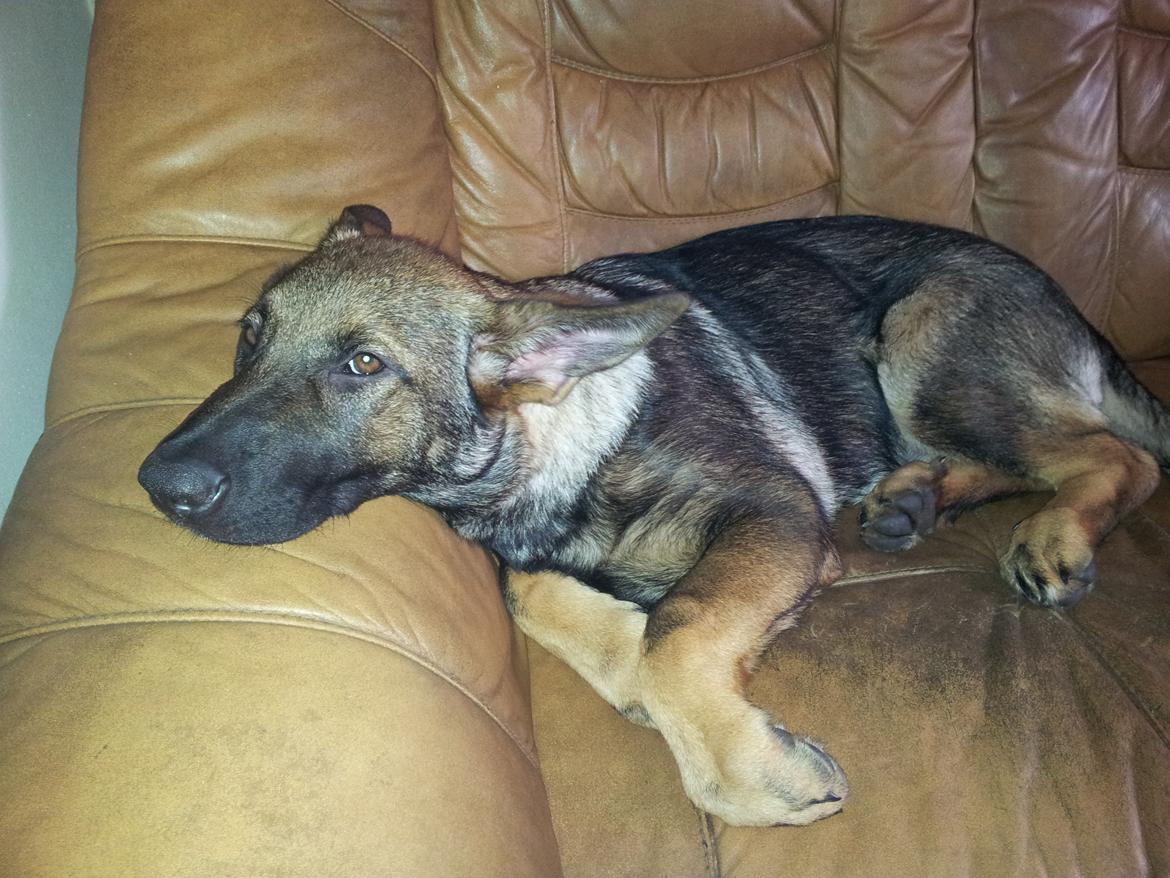 Schæferhund Laica billede 5