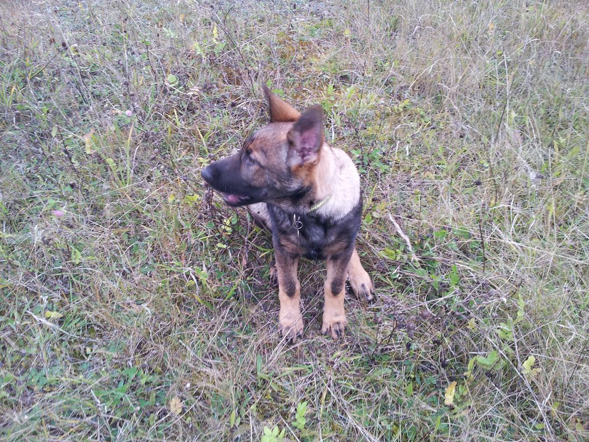 Schæferhund Laica billede 6