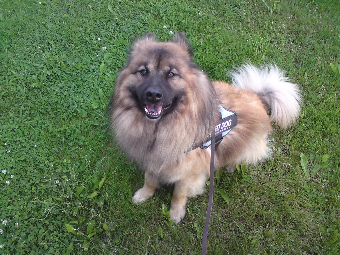 Eurasier Alto billede 15