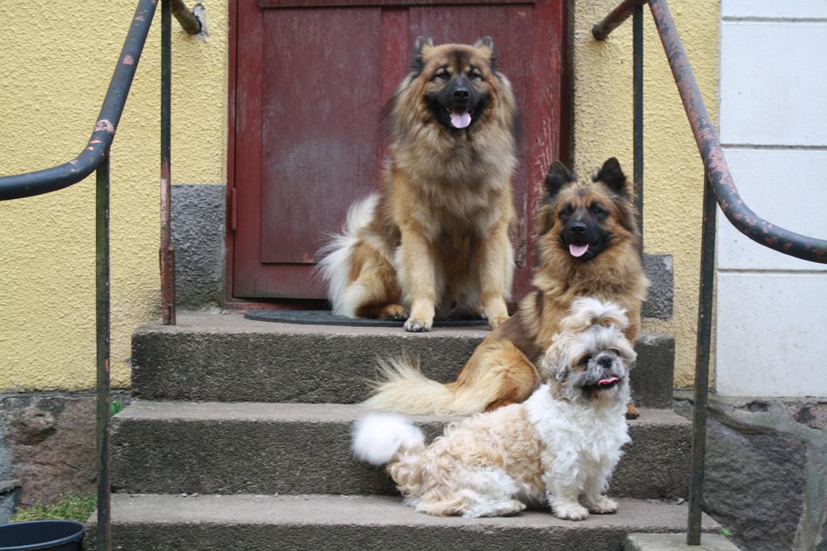 Eurasier Alto billede 16