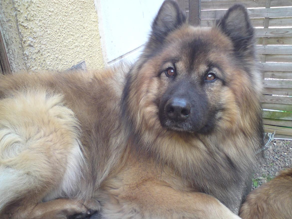 Eurasier Alto billede 17