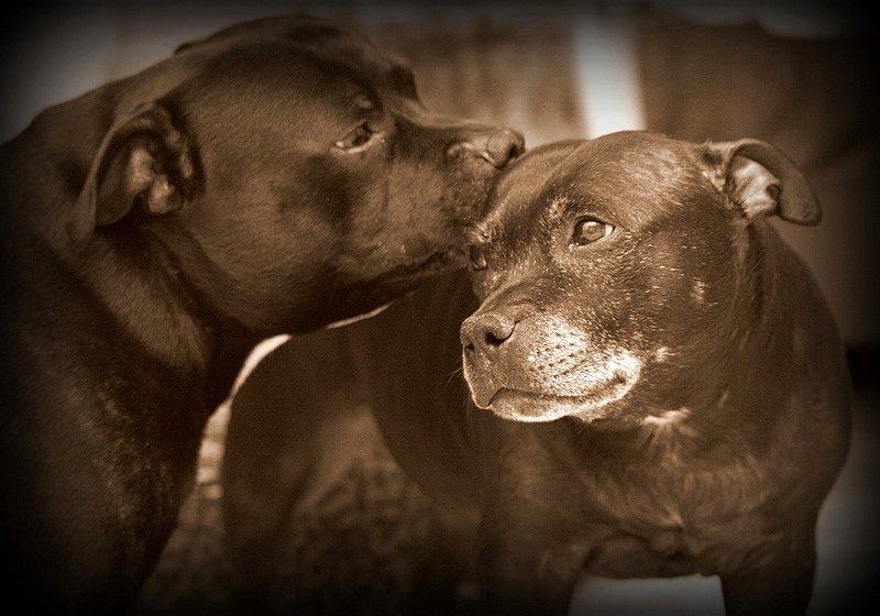 Staffordshire bull terrier Manse billede 3