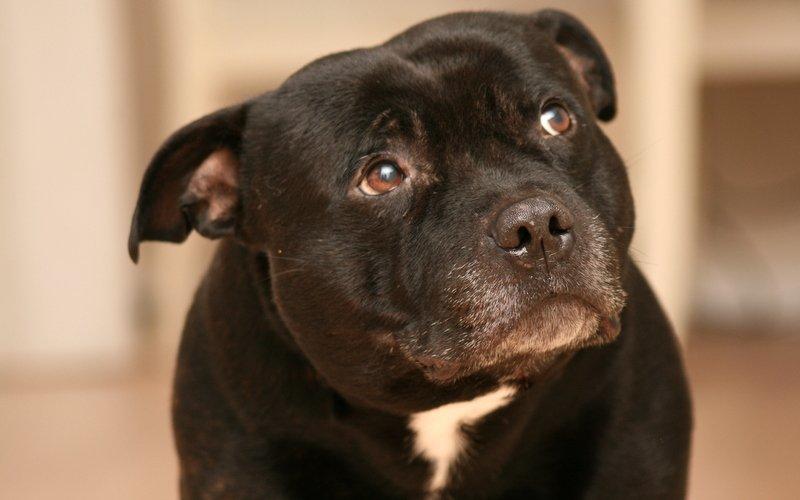 Staffordshire bull terrier Manse billede 1