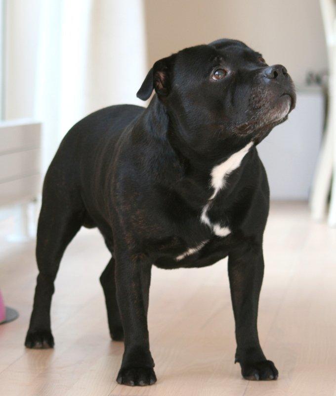 Staffordshire bull terrier Manse billede 4