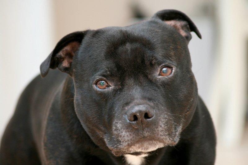 Staffordshire bull terrier Manse billede 5