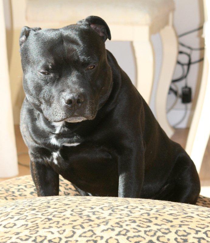 Staffordshire bull terrier Manse billede 6