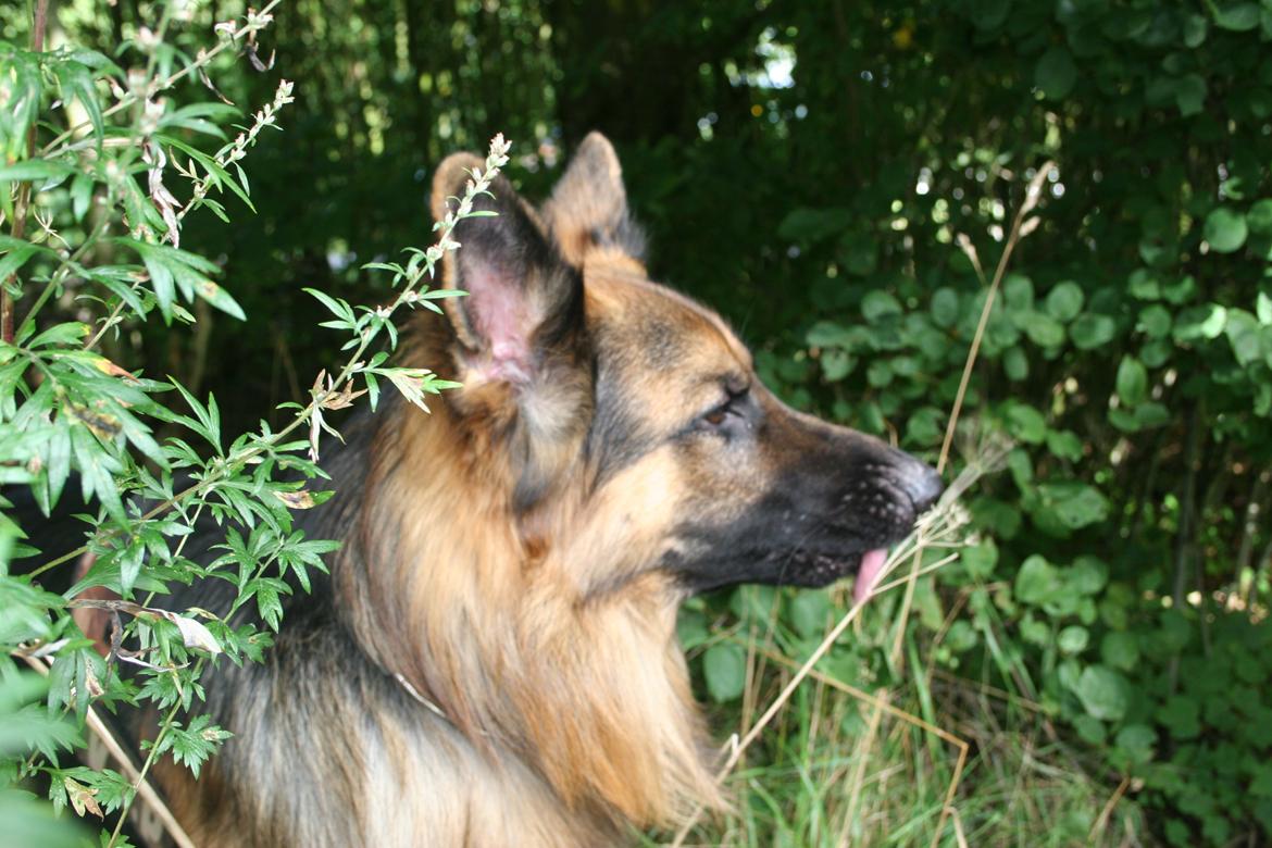 Schæferhund Diesel billede 16