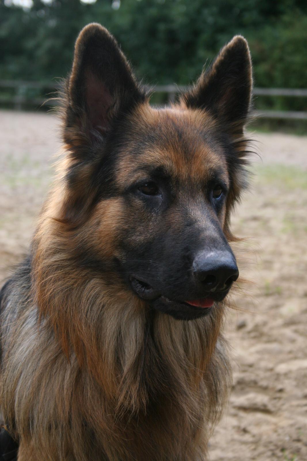 Schæferhund Diesel billede 17