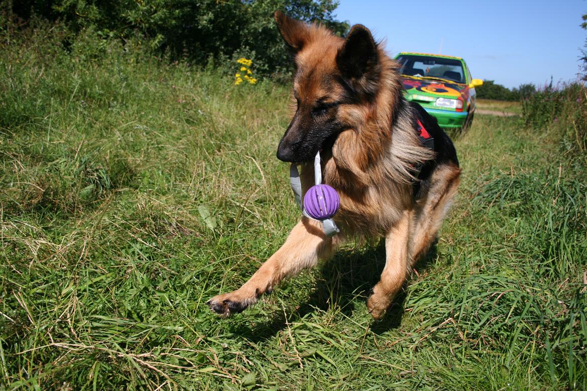 Schæferhund Diesel billede 18