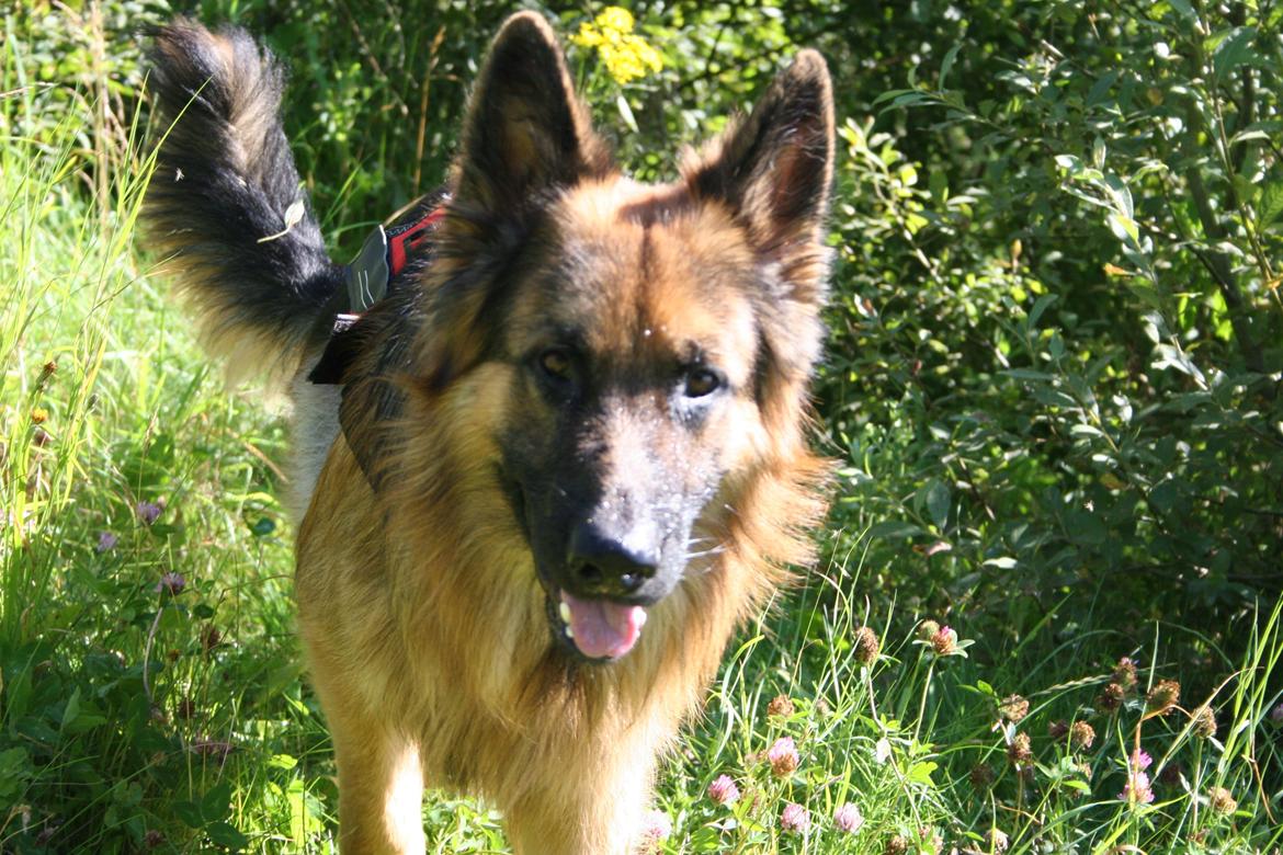 Schæferhund Diesel billede 19