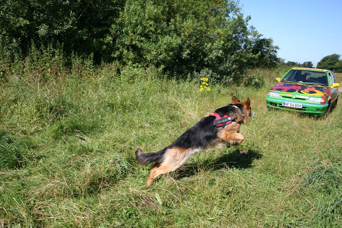 Schæferhund Diesel billede 20